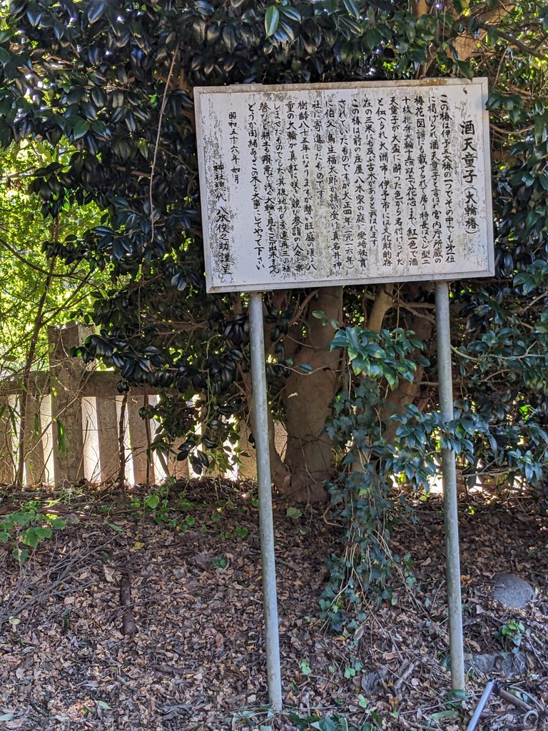 真名井神社の境内に設置された大輪椿の由来を伝える説明板